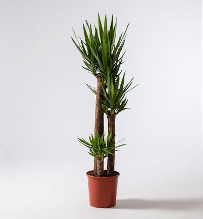 Yuccapalme 125 cm Yuccapalme 125 cm